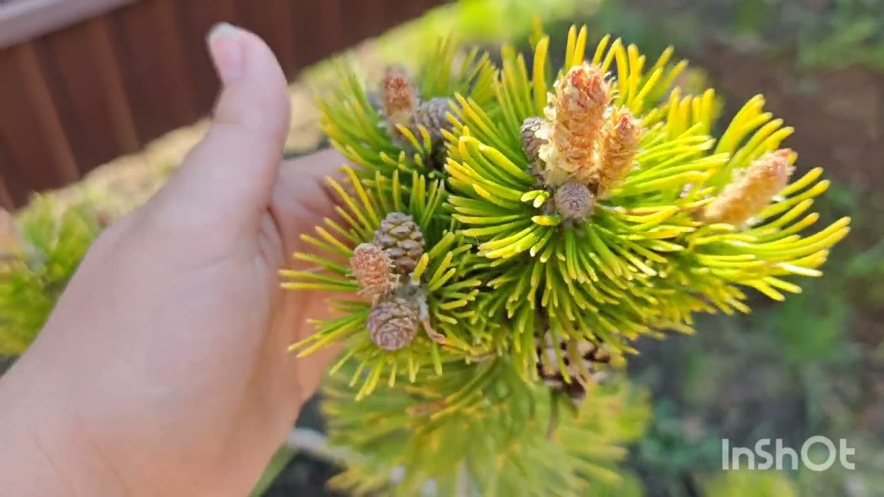 Смотрим результаты посадок моих хвойных новиночек🌲🌲🌲25.04.25г.