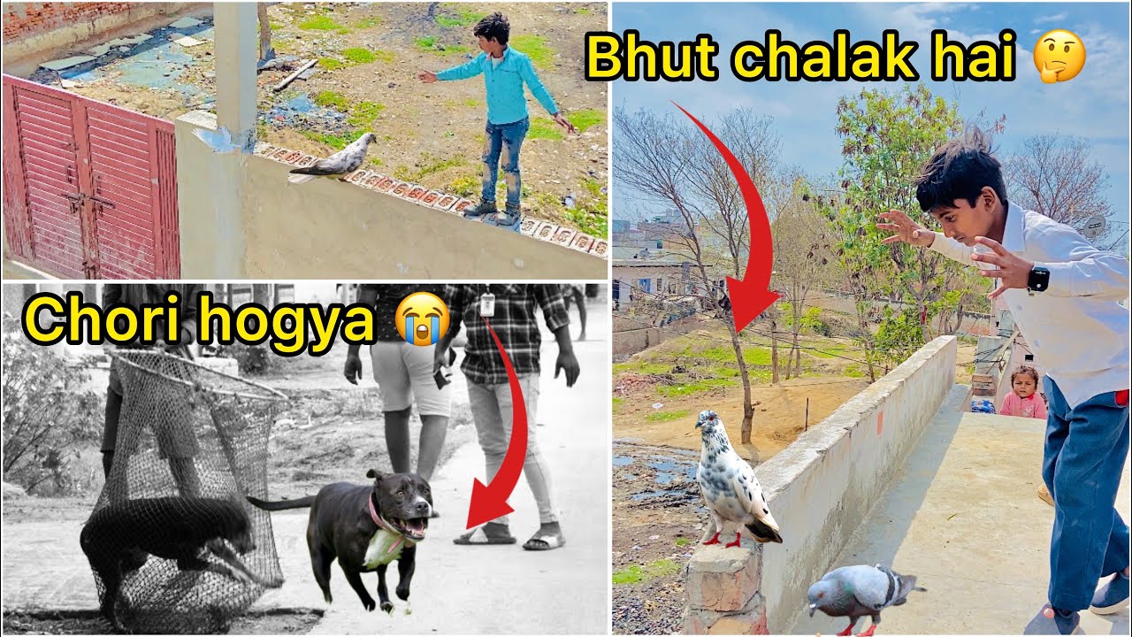 Plot per surprise mila 🕊️ ( Tyson pitbull chori kar liya 😤