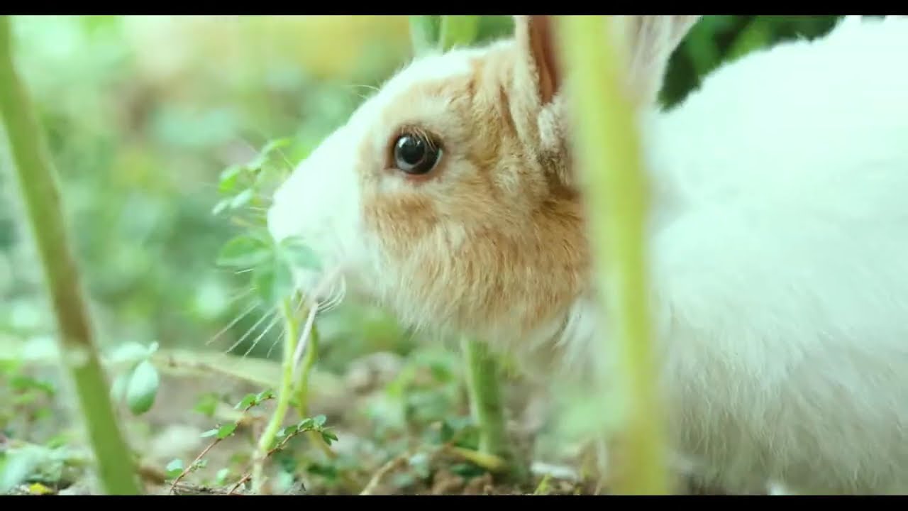 RABBIT SLOWMOTION CINEMATIC VIDEO