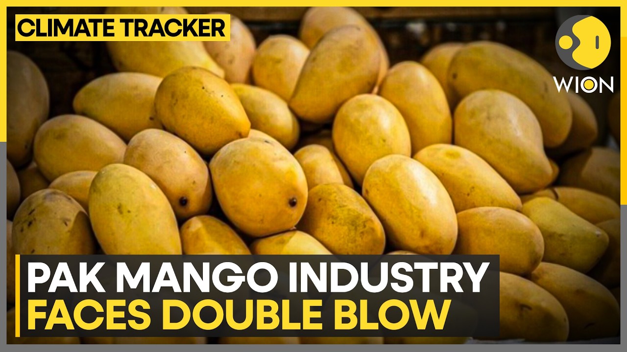 Climate Pressures Bite Into Mango Harvest | WION Climate Tracker