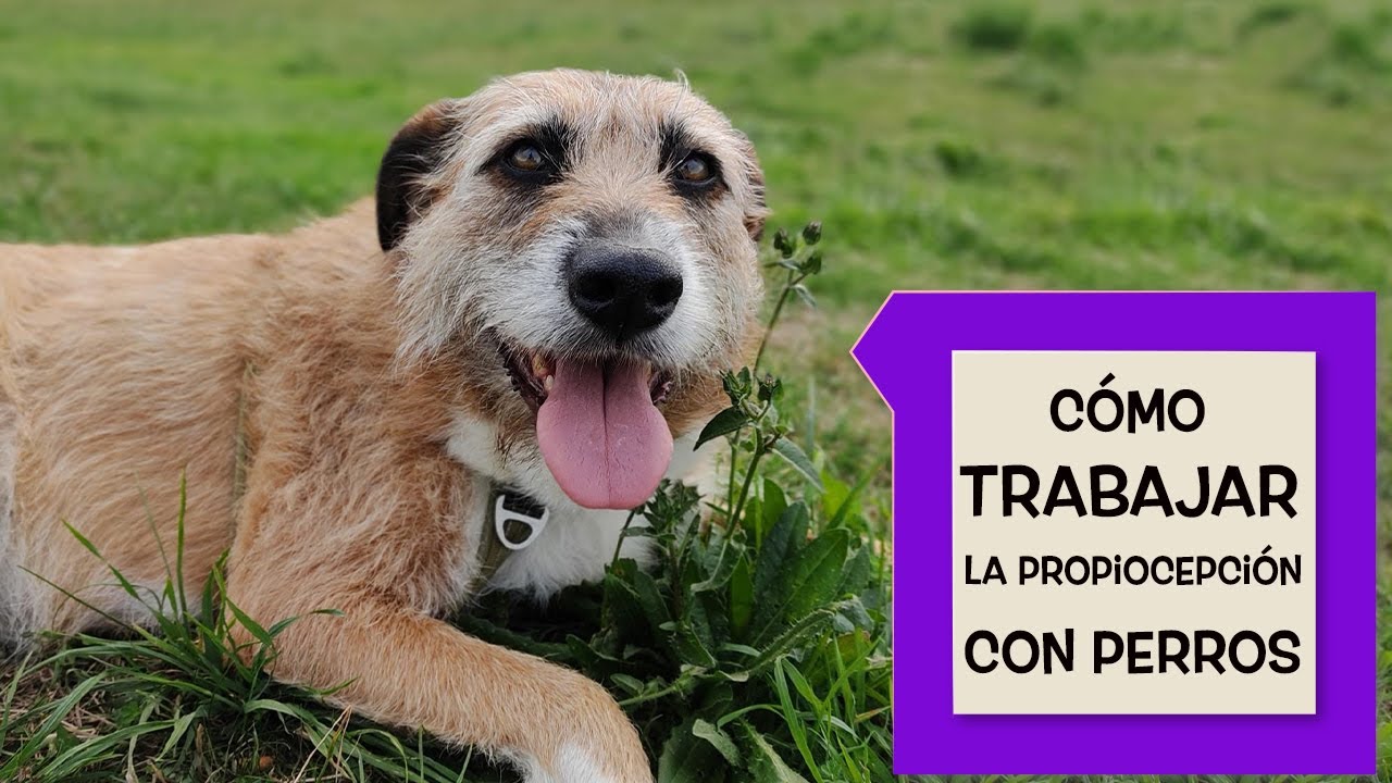 Cómo trabajar la propiocepción con perros