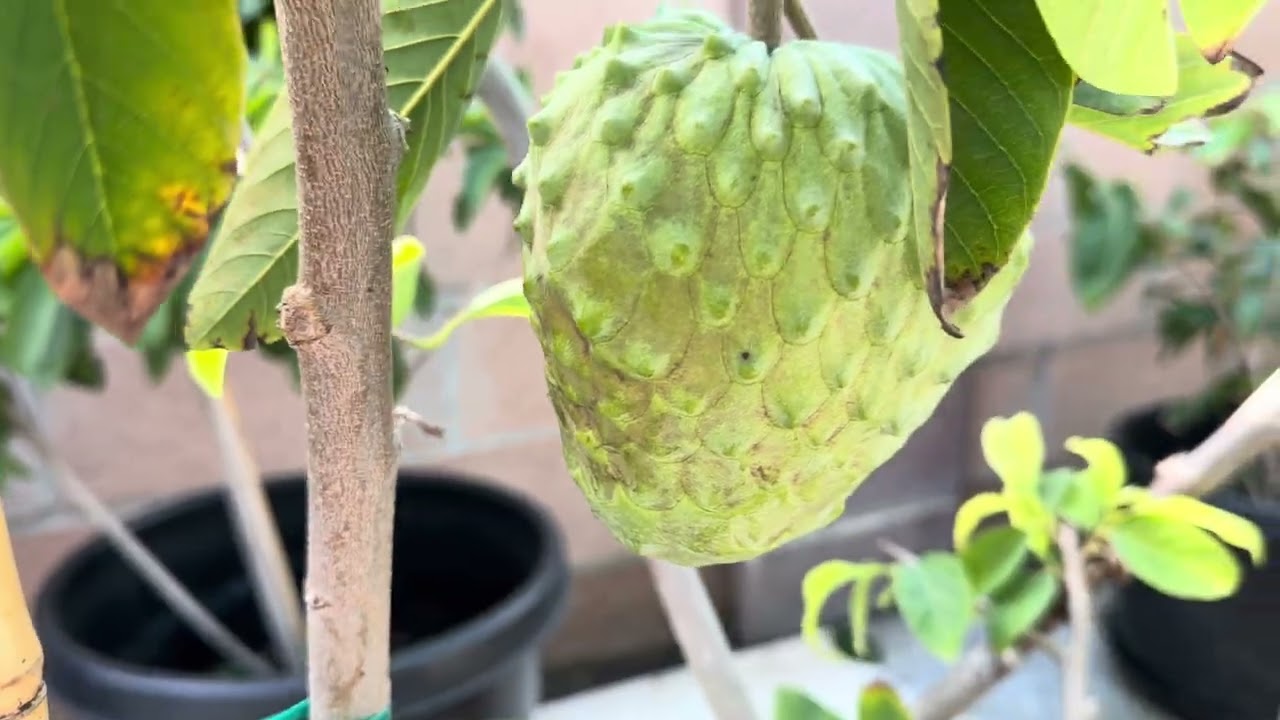 Thăm Khu Vườn Sau Những Trận Mưa 