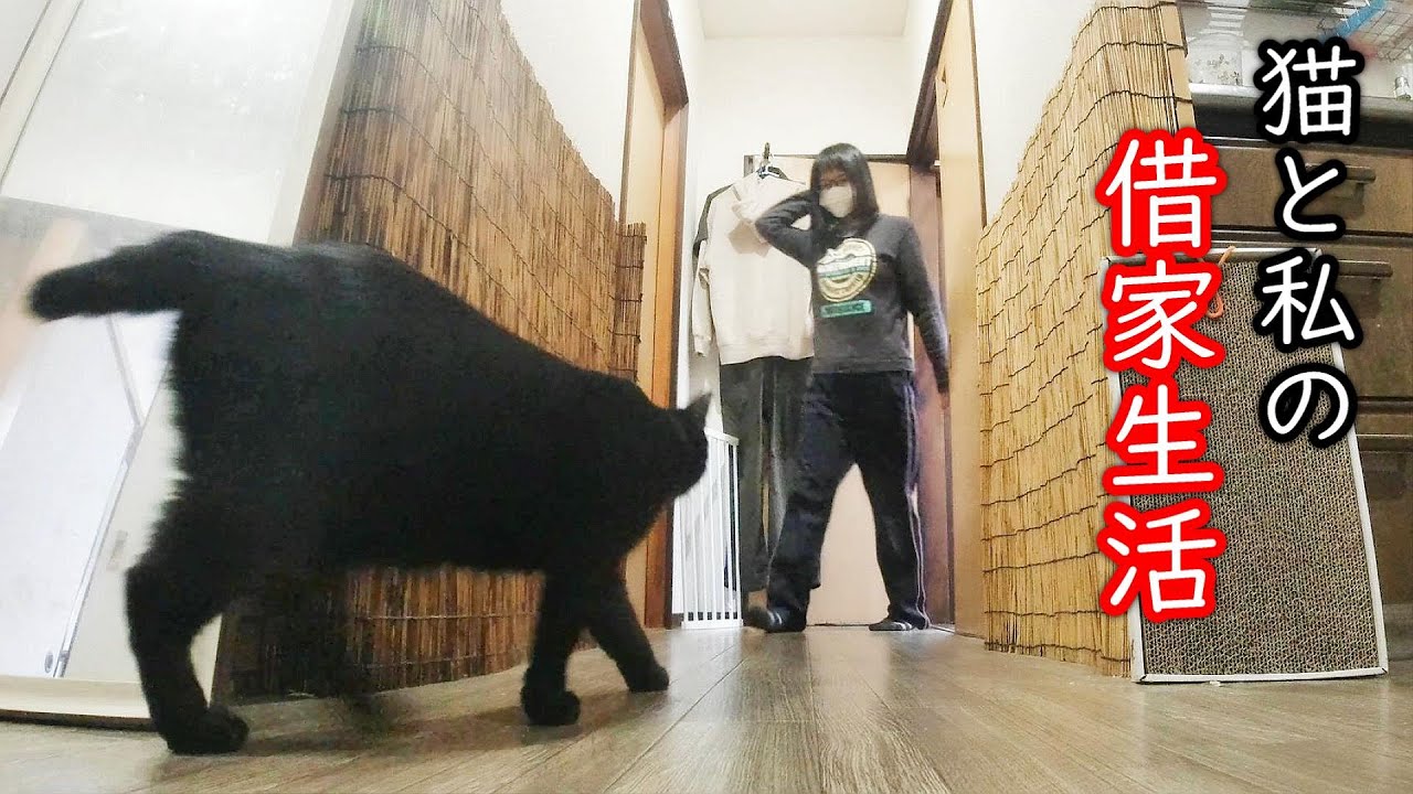 猫と私の借家生活！猫がかわいくて家事が進まない１日！