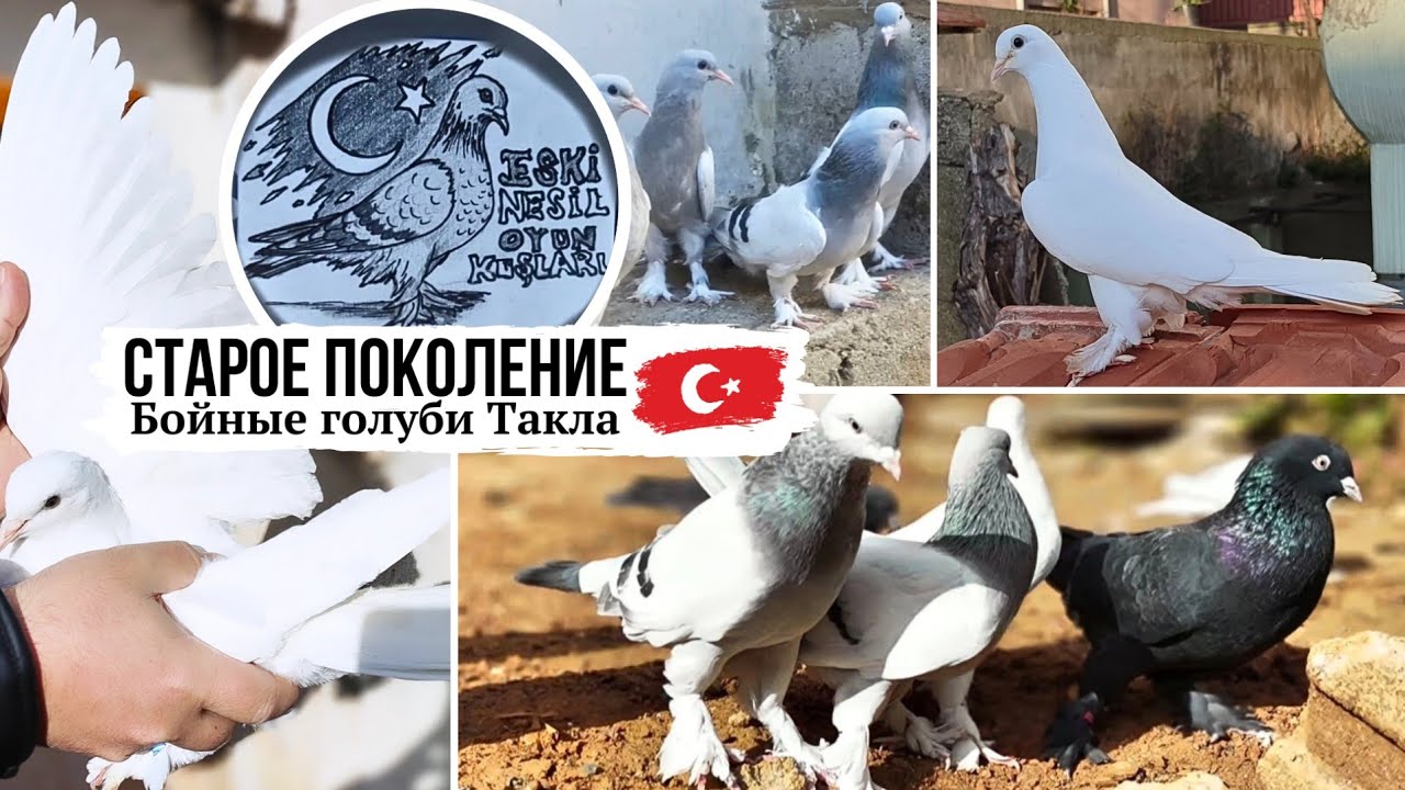 БЕЛЫЕ ШИКАРНО ТЯНУТ ⭐️ Бойные голуби Такла г. Истанбул | Takla pigeons | Eski nesil oyun kuşları