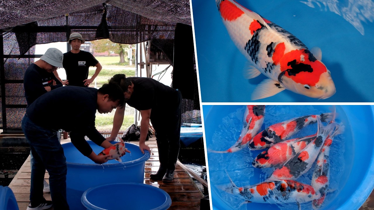 Amazing Showa Koi Hunt at Sekiguchi Koi Farm | Jumbo 80cm & Hidden Sumi