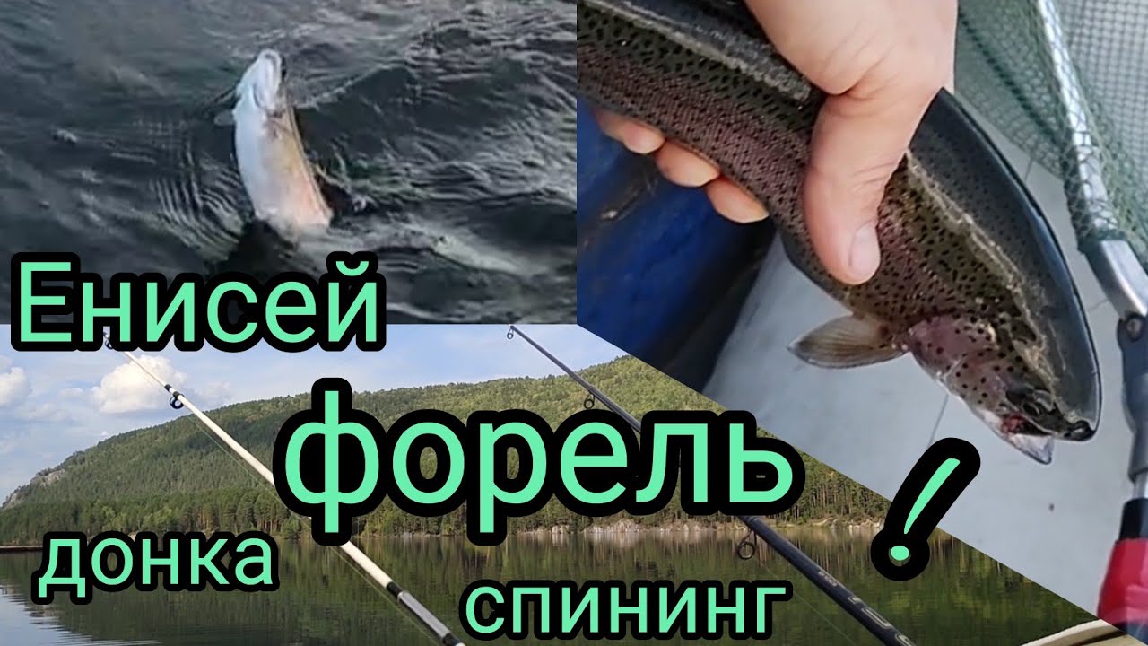 Оторвался по форели, рыбалка на Енисее!