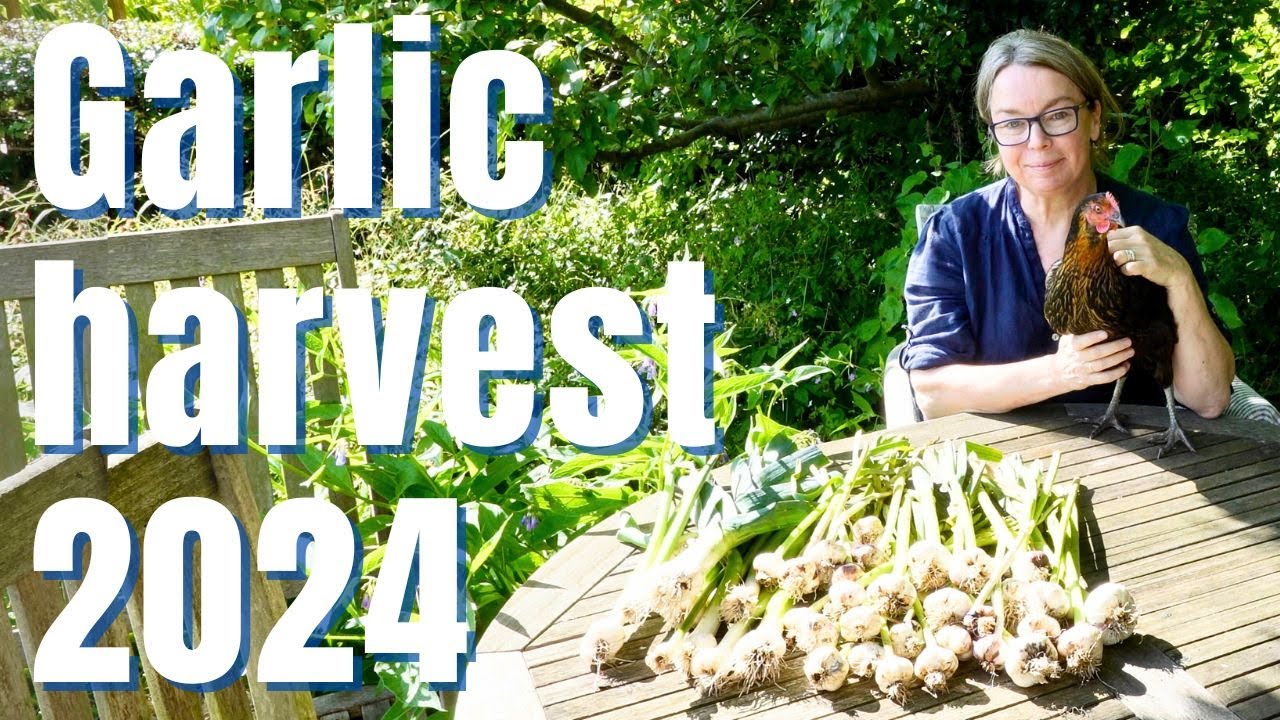Garlic harvest 2024 - and an update from Mike!