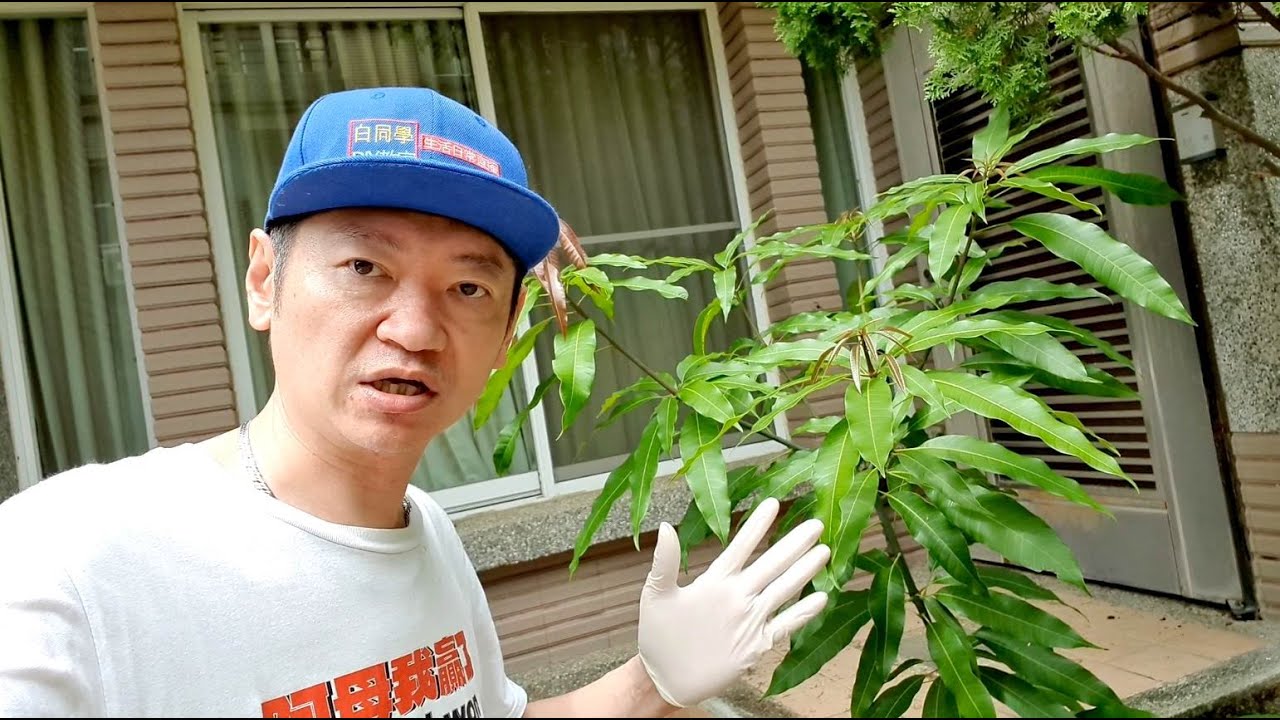 白同學芒果樹移植1【在我的花園挖阿挖阿挖】白同學園藝DIYOK