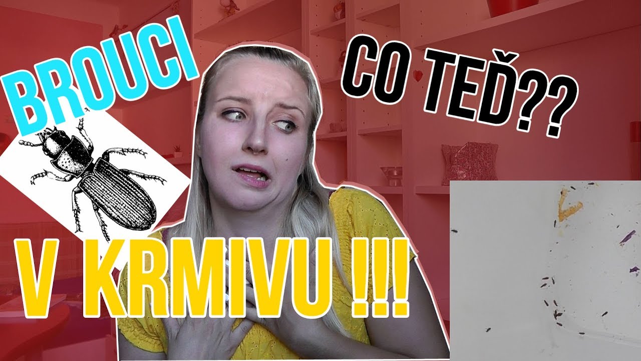 Brouci v krmivu pro křečky?!