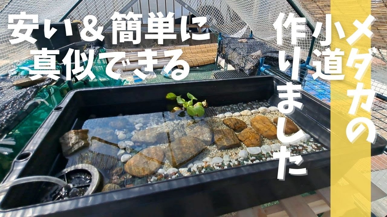 【お坊さんのビオトープ】小石で安くメダカ水槽を立ち上げました