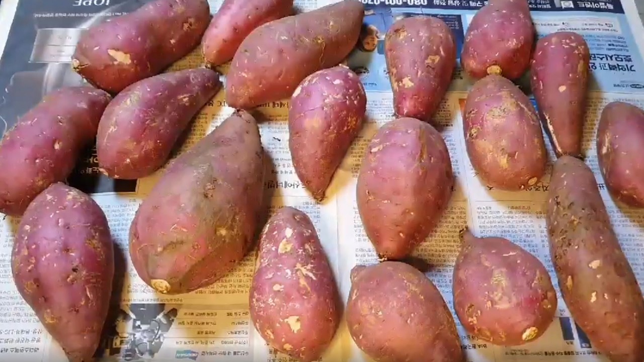 의사가 보면 깜짝놀랄 '저항성 전분' 고구마전 레시피
