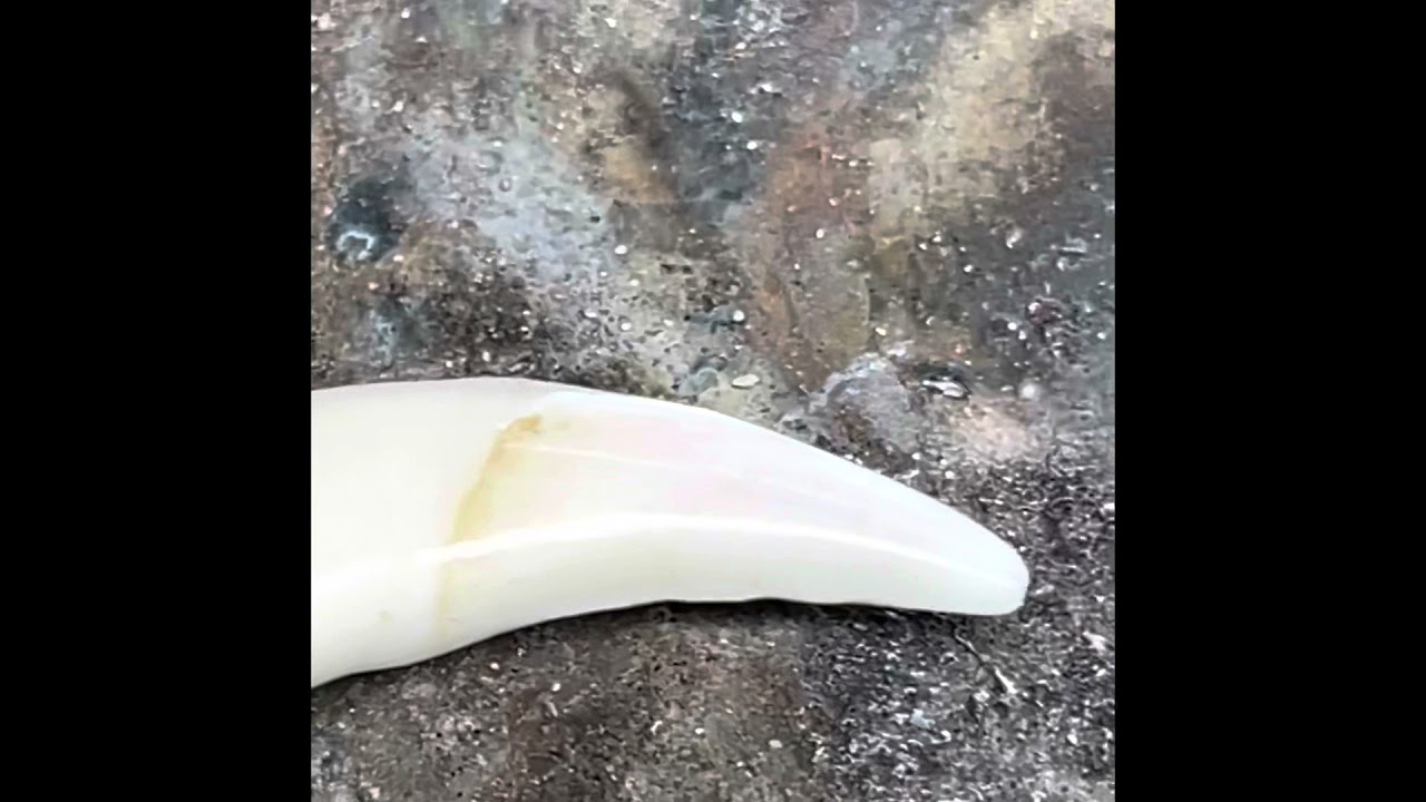 Putting gold on a coyote tusk encasquillando un colmillo de coyote…..Houston tx