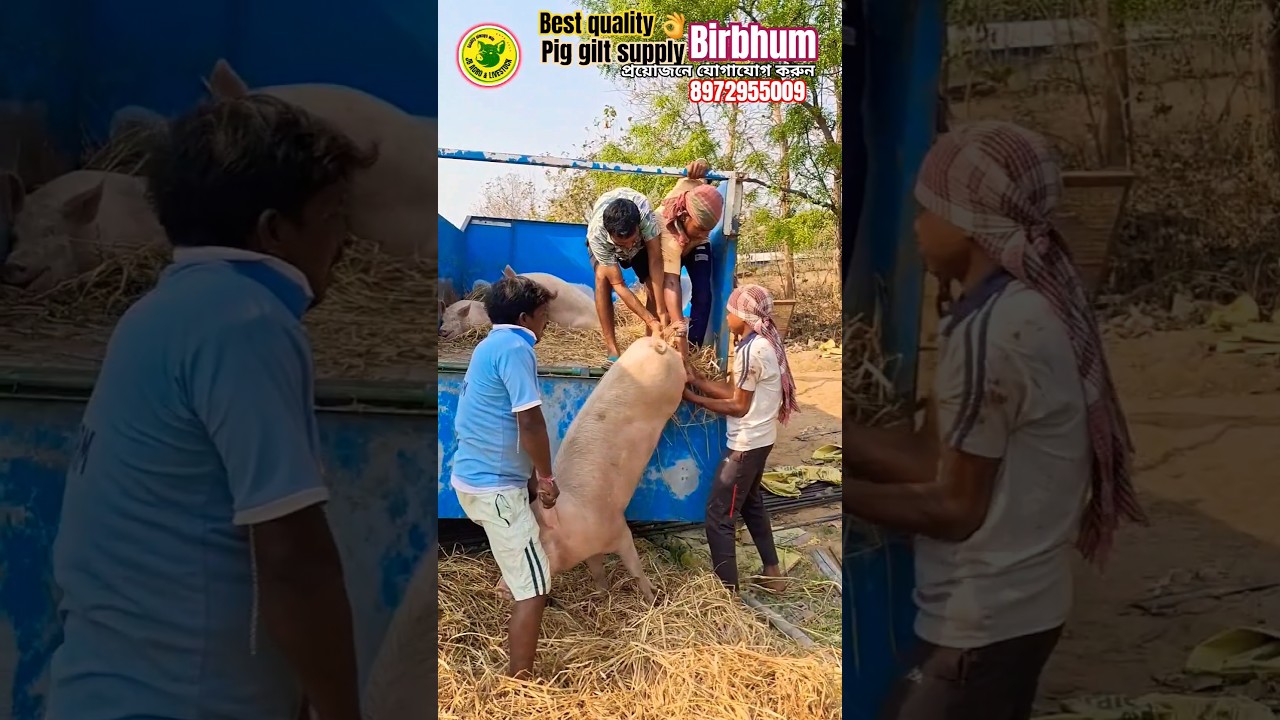 Pig Fram at Birbhum in West Bengal 