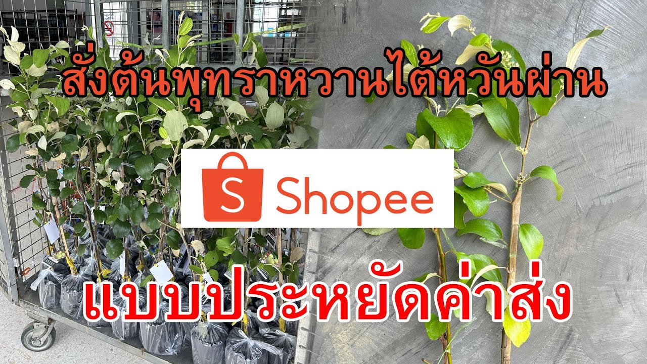 สั่งต้นพุทราไต้หวันจากShopee ยังไง ให้ได้พันธุ์แท้ แบบประหยัดค่าส่ง