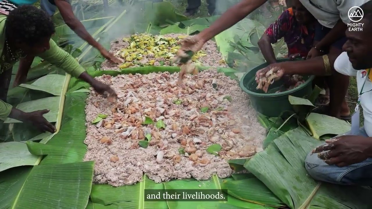 Papua, Indonesia: The World's Largest Deforestation Project