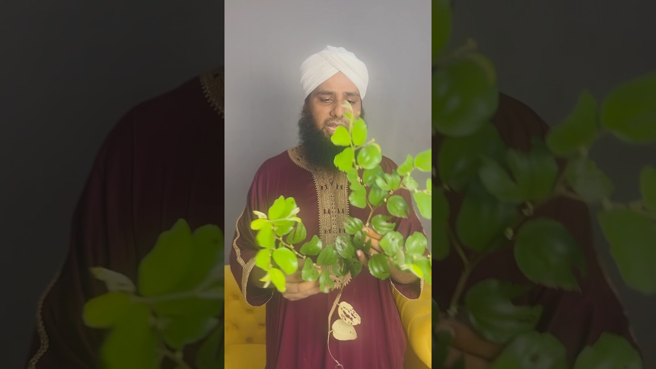 &ldquo;सिद्र 🍃 &ndash; जादू ✨, नज़र 👁️ और हेयरफॉल 💇 से बचाव का कुरआनी इलाज!&rdquo; #sidr #hakeemabdulqadirattari