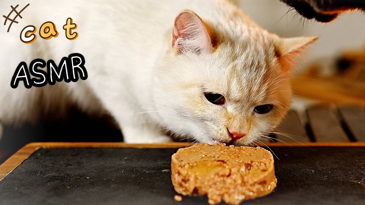 Котята ASMR 😾| Cat Betlife Can & Pudding едят звуки (Must Watch Before Bed!)
