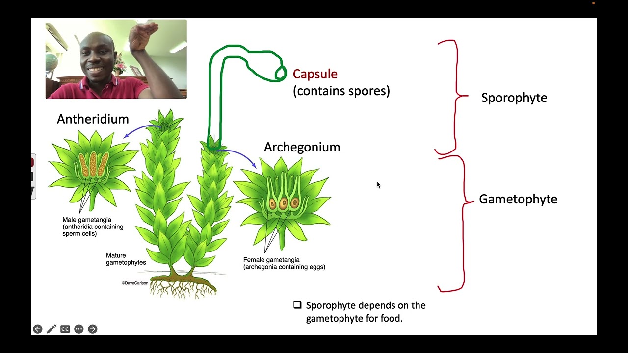 BRYOPHYTES (MOSSES, LIVERWORT, HORNWORT)