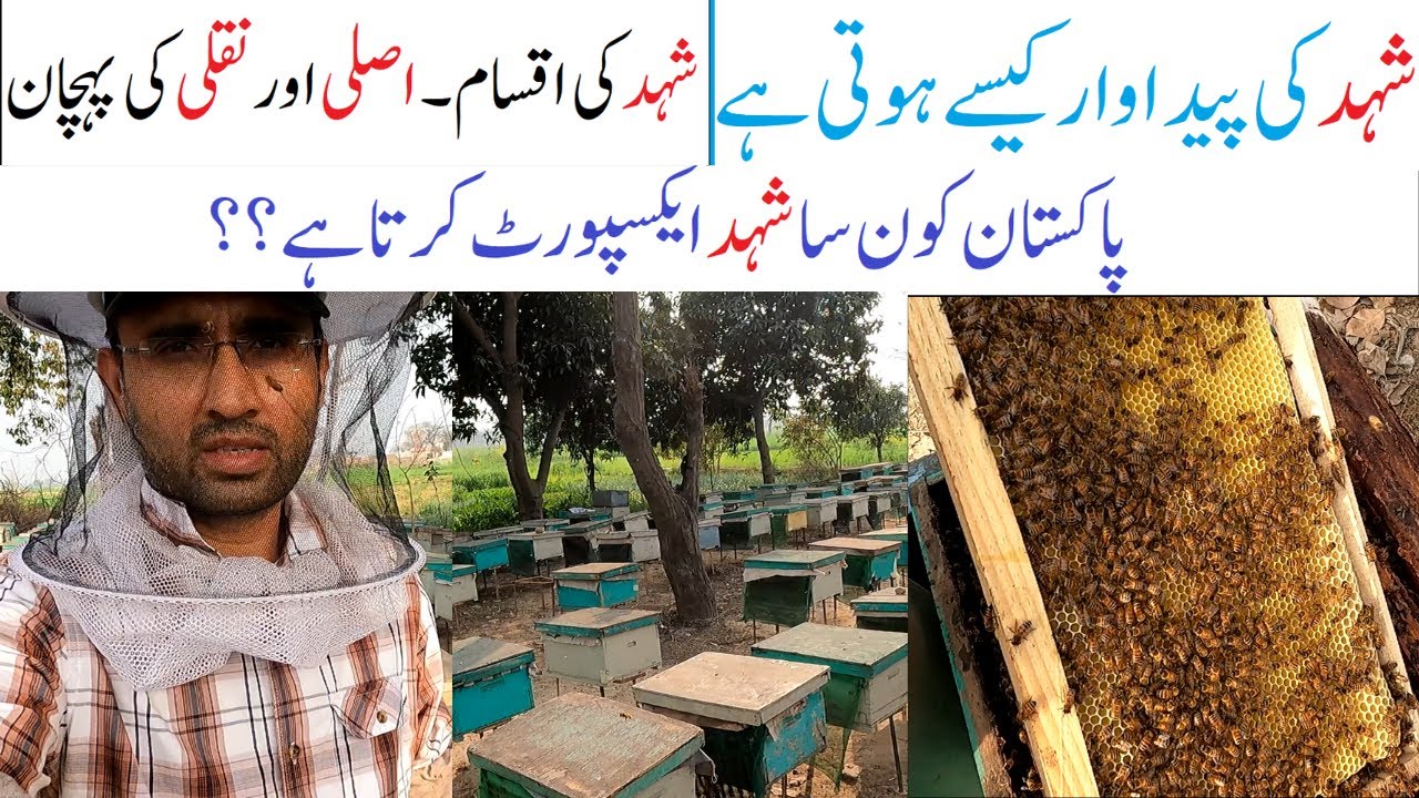 Honey Farming || Mayo Honey Farm(Gopal Singh Wala)