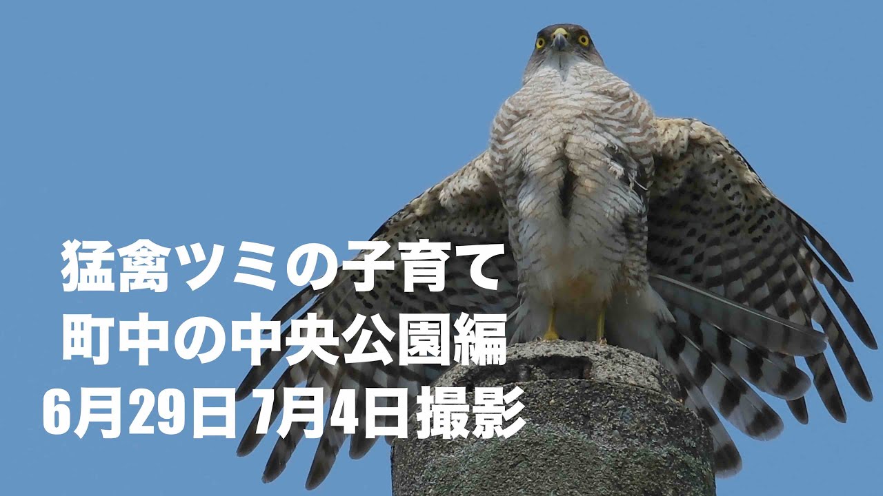 猛禽ツミの子育て 悲しいことが幼鳥2羽がオナガに