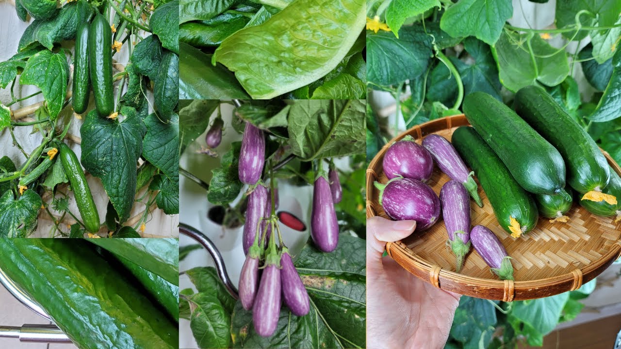 Cucumbers and Eggplants Day 70 - iHarvest Update- Indoor Hydroponic