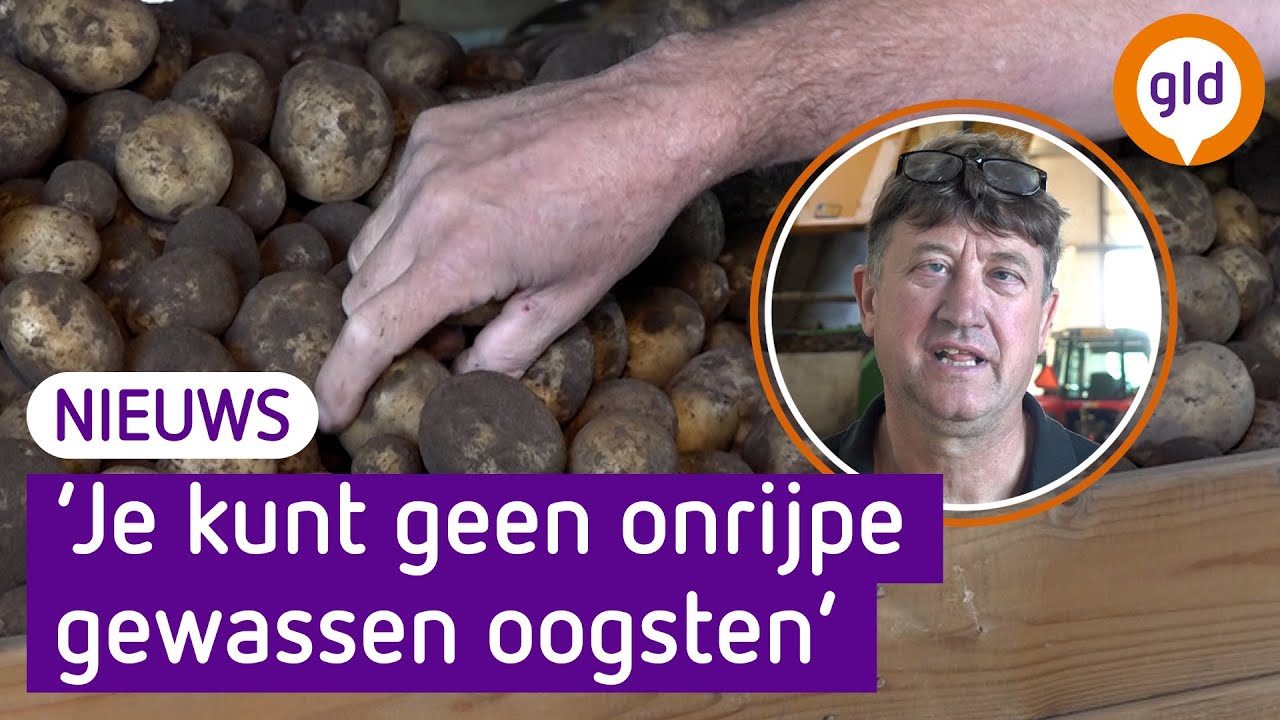 Aardappelen te vroeg geoogst door strengere milieuregels