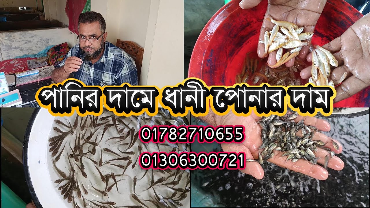 পানির দামে ধানী পোনার দাম ধানী মাছ কিনুন পাইকারি মূল্যে
