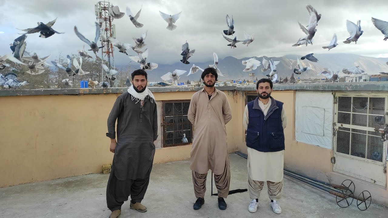 Haji Manzoor kay 130 Fighter  kabootar _Quetta kabootar   Bazi  Aj ka Acha Shok  _ quetta pigeons
