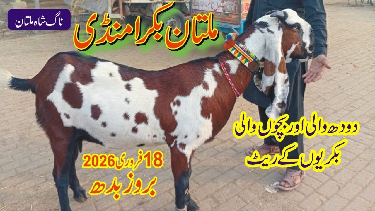 Multan bakra mandi updated bacho wali makhi chani bakray/18 February 2026