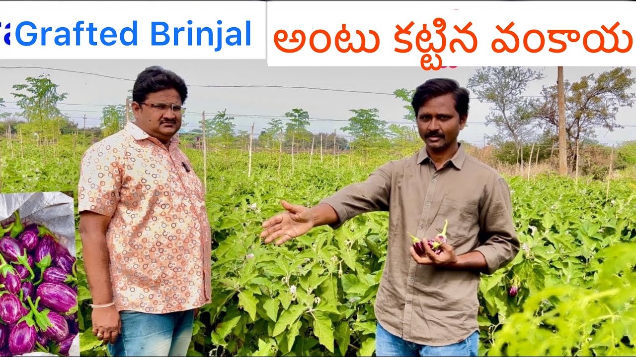 Grafted Brinjal//అంటు కట్టిన వంకాయ#farmer