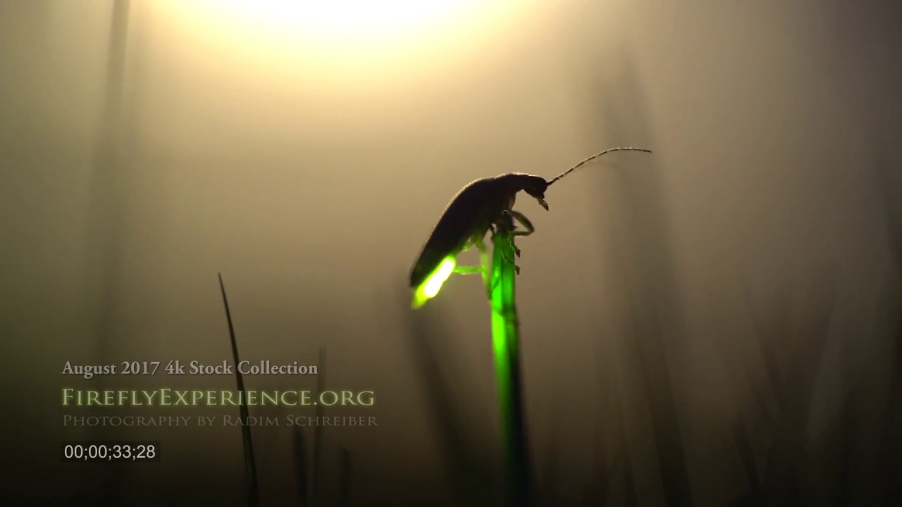 4k stock footage - fireflies and lightning bugs - real time footage