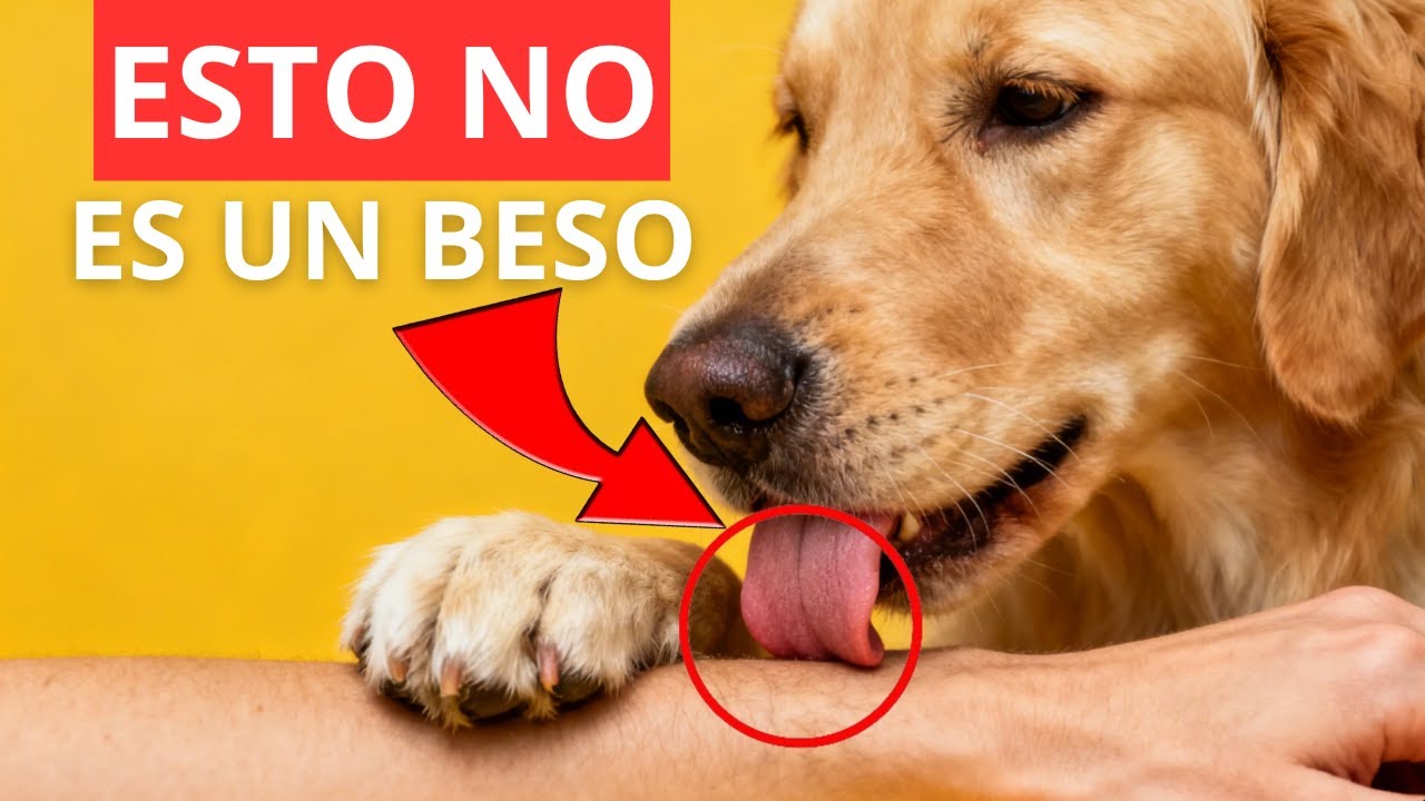 La Verdadera Razón por la que los Perros te LAMEN (Te Sorprenderá)