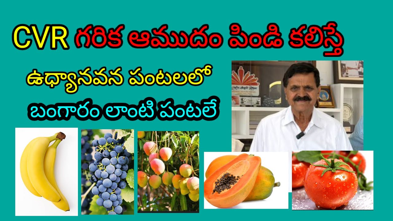 CVR గరిక, ఆముదం పిండి సాగుబడితో పండ్ల తోటలు కూరగాయల సాగులో అధిక దిగుబడులు #ChintalaVenkatRedyGoutham