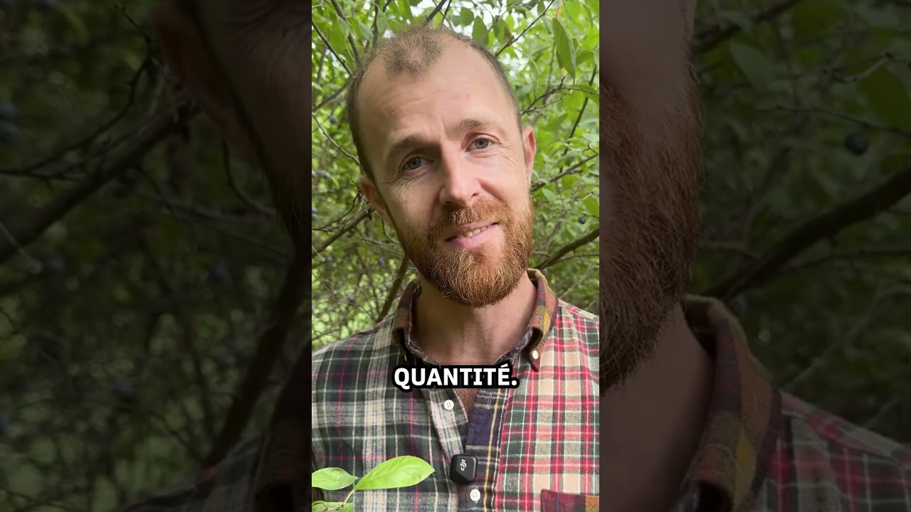 Vous avez d&eacute;j&agrave; go&ucirc;t&eacute; la prunelle du prunellier ?