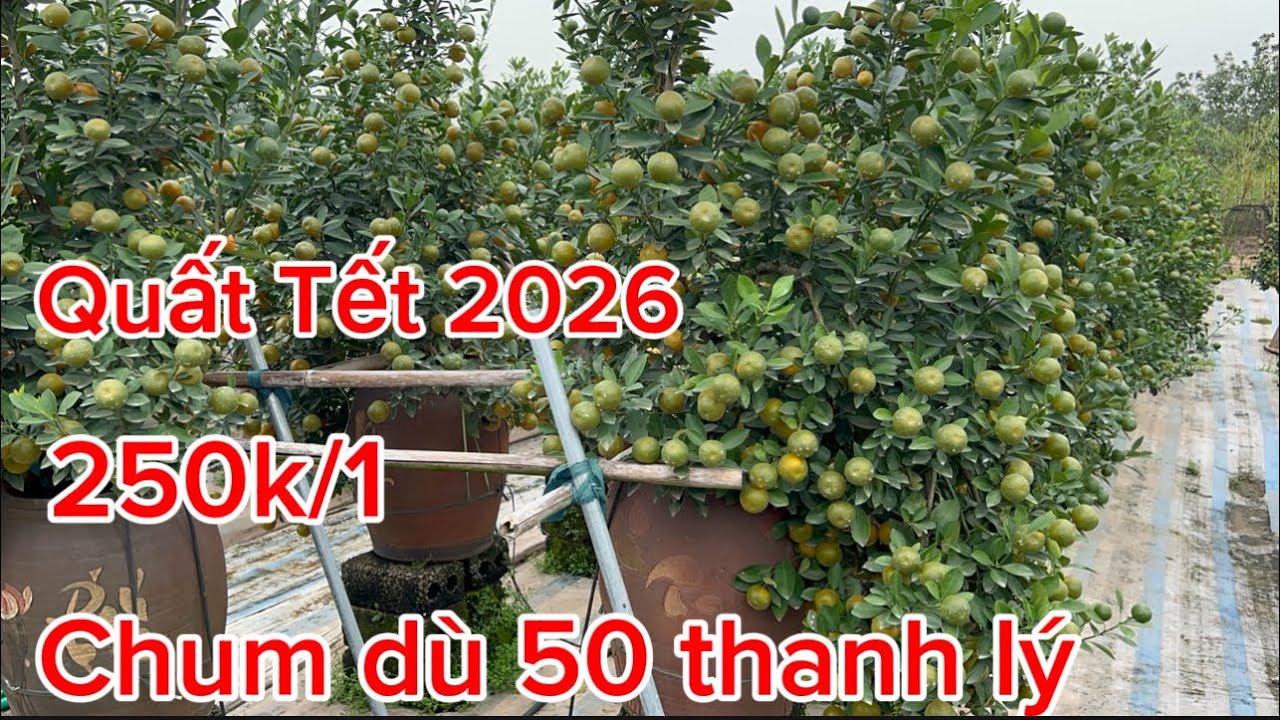 Quất dù 50 bán Tết 2026 giá rẻ chum 50