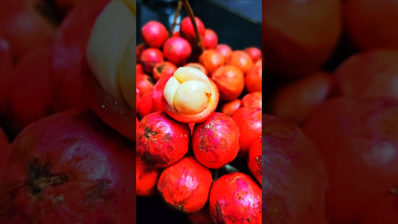 മൂട്ടിപ്പഴം (mooti pazham) Baccaurea courtallensis #fruit #foodvlog #fruits #ytshorts #viralshort