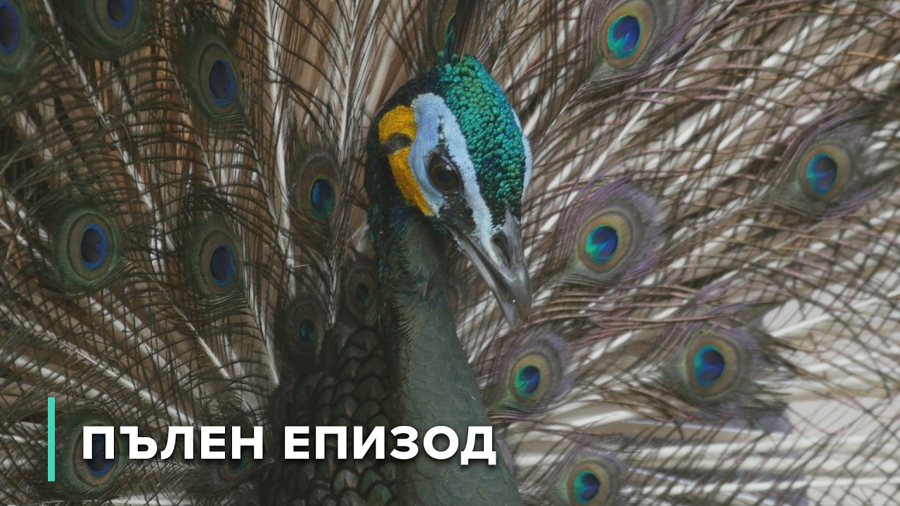 Там, където мусоните оформят джунглата: Дивата долина Меконг в Лаос | Загадките на Меконг 102