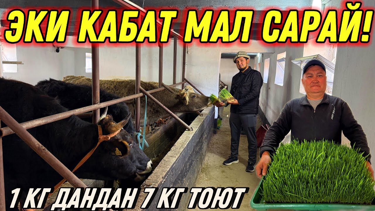 САРАЙ ГИДРОПОНИКА ӨСТҮРГӨН САМАТ АКА 💪🏻 #байтв 