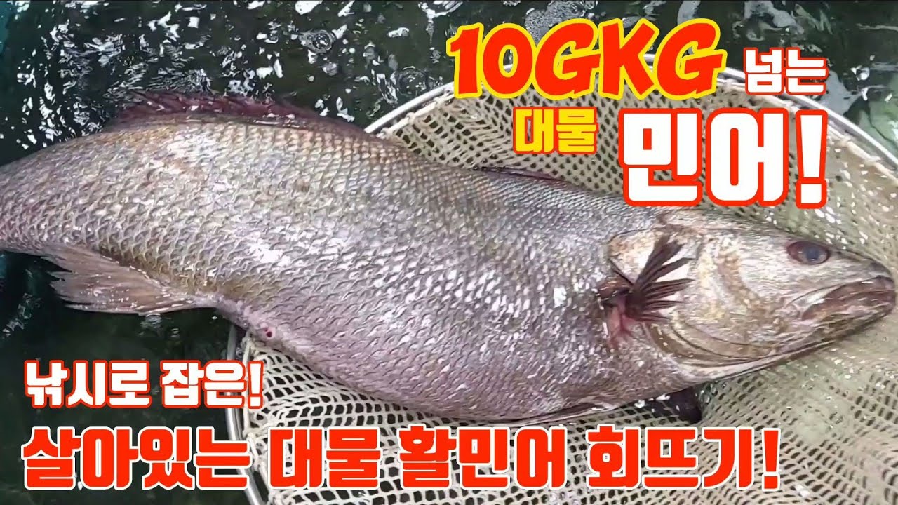 낚시로 10kg이넘는 민어를 잡다! 살아있는 활민어 회뜨기!