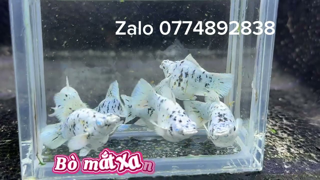Xã cá guppy theo bầy và molly tuyền 