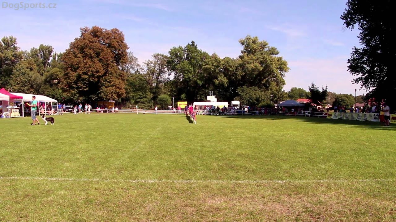 Parallel Time-Trial TOP4 (Czech Dogfrisbee championship 2012)