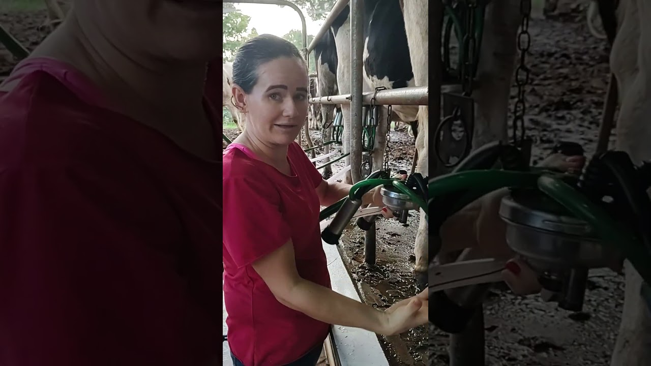 Como colocar a teteira na vaca/Dica #shortsvideo #sitio #vidanaro&ccedil;a #coisasdositio #vidanocampo