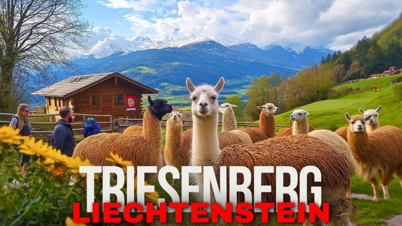 Experience the THRILL of Hiking with Llamas in Triesenberg!