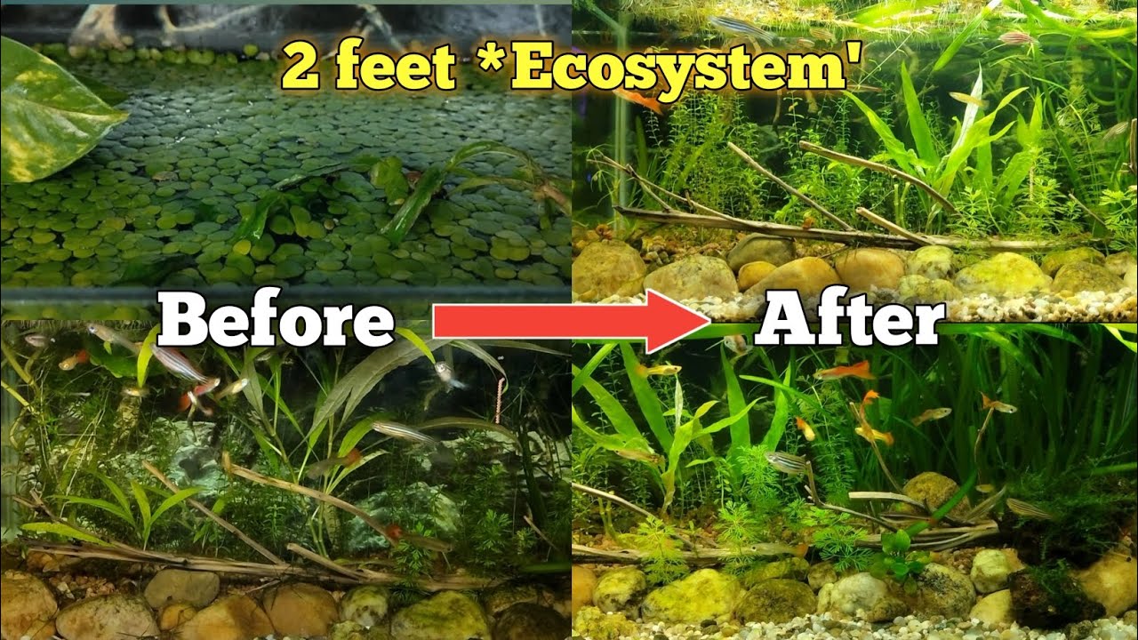 2 Feet *Ecosystem* Update, left for 2 months | Nk's Aquatics