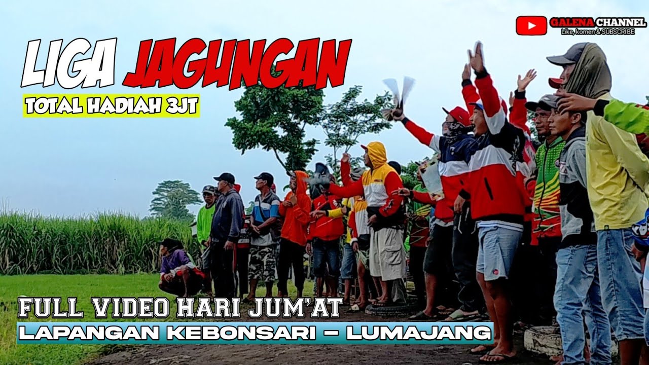 Lomba merpati balap Lapangan kebonsari - Lumajang #merpatibalap #merpati #feedshorts