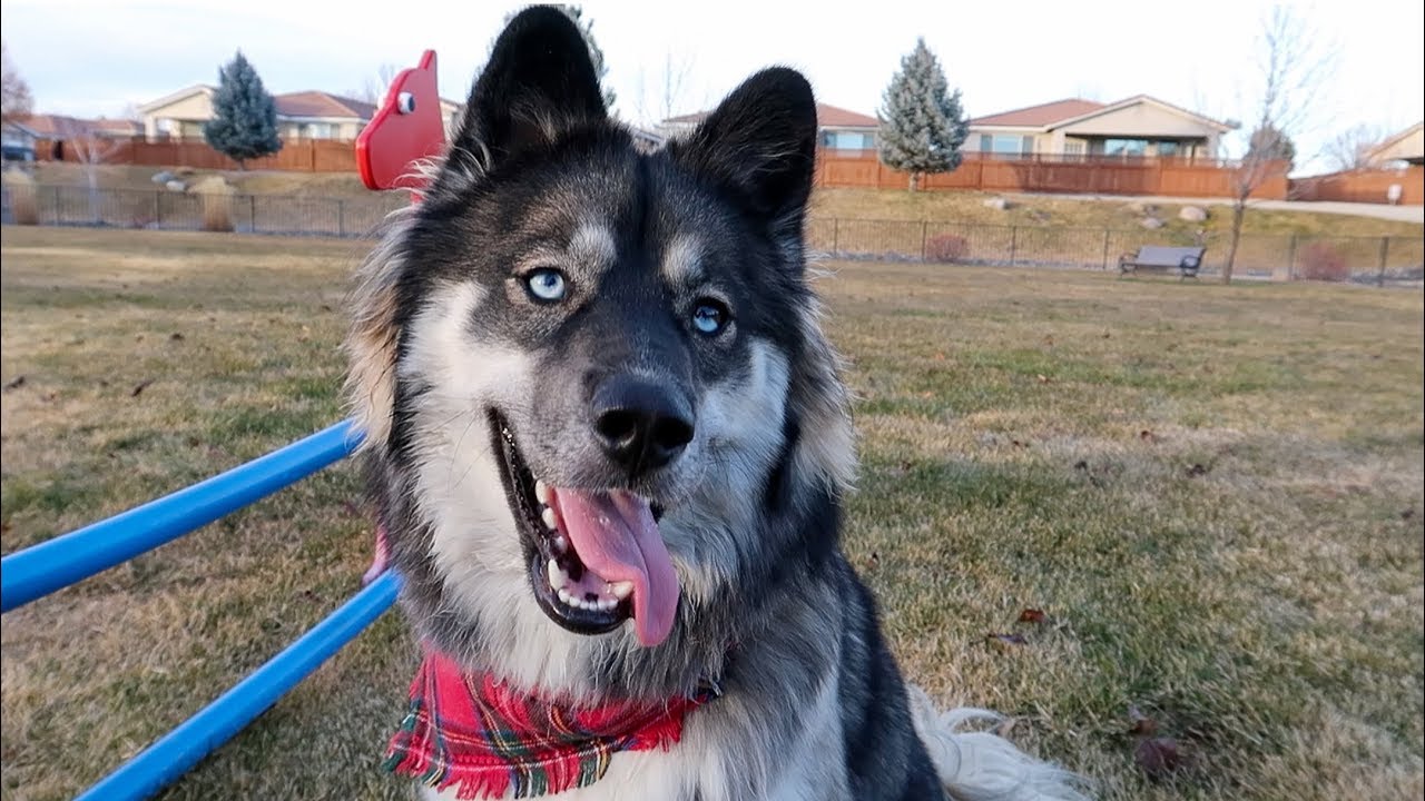 Kakoa's First Trip to the Dog Park! Husky Vlog