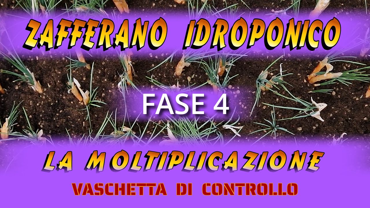 Zafferano Idroponico- fase 4 - La moltiplicazione - Vaschetta di controllo