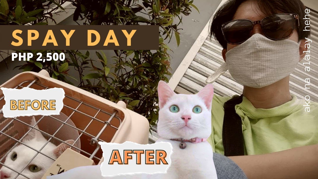 Spay day ng aming Female Cat na si Mogi #Philippines