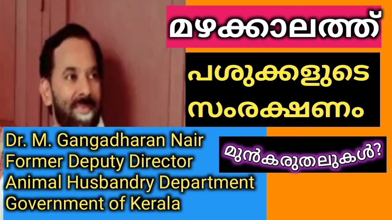 മഴക്കാലത്തെ  / പശു സംരക്ഷണം / മുൻകരുതലുകൾ / പരിഹാരങ്ങൾ