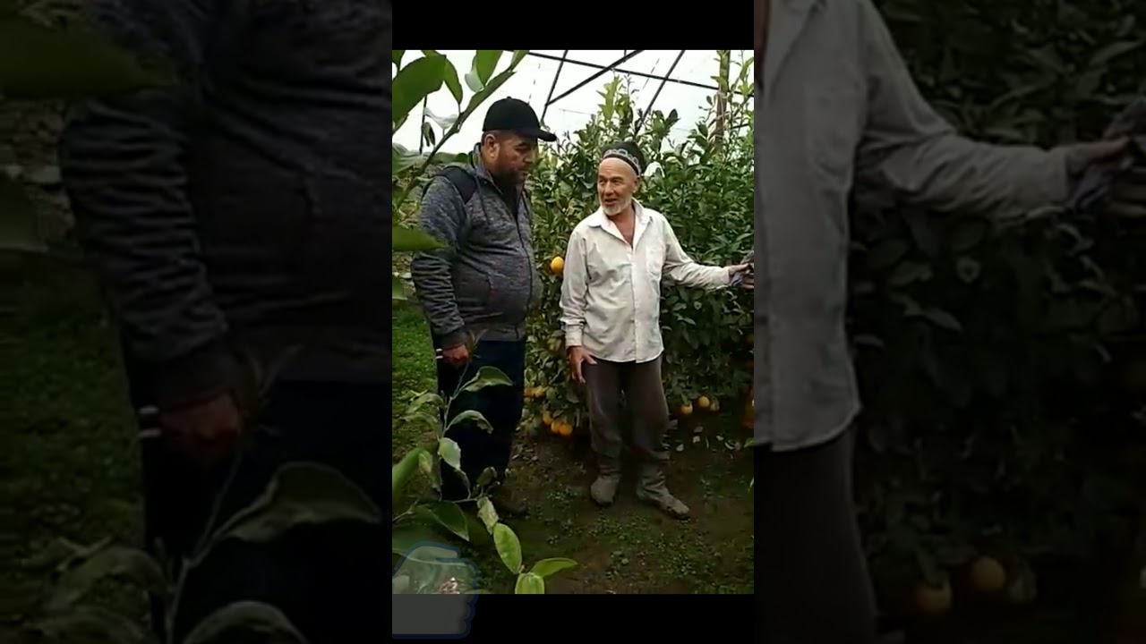 ИНТЕНСИВ УСУЛДА ЛИМОН , ХОСИЛНИ 3 БАРОБАР КУПАЙТИРИШ